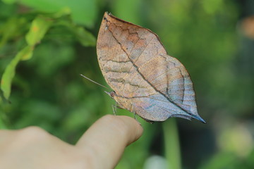  Beautiful butterfly Kallima Inachus(Orange Oakleaf) on finger