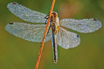 dragonfly