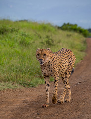 A sleek young male cheetah walks downs a sandy road in the African wilderness image with copy space