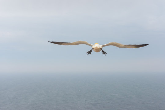 Helgoland, Germany
