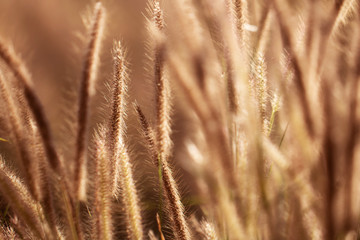 Obraz premium Colorful flowers grass made with gradient for background,Abstract,texture,Soft and Blurred style.postcard.