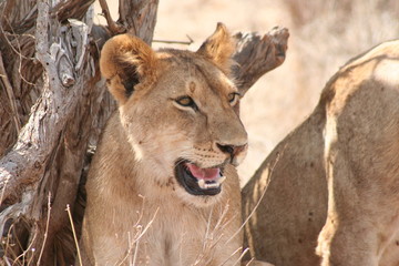 Lion