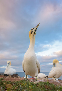 Northern gannets against cloudy sky