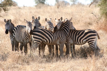 Obraz na płótnie Canvas Zebras