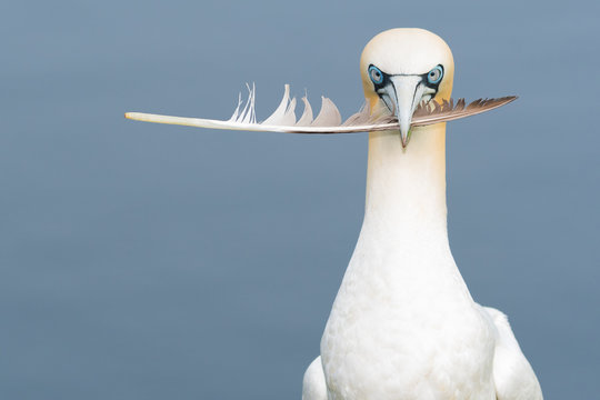 Northern Gannet (Morus bassanus)