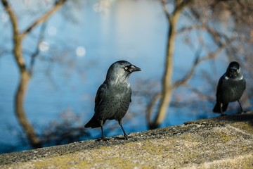 Two black and grey birds, common jackdaws with pale blue eyes standing on stone balustrade, bright sunny day, water and trees in background, close up image