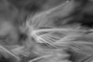 Blur Bird chickens feather texture for background, Fantasy, Abstract, soft color of art design.