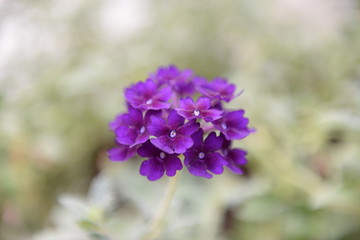 purple flowers depth of field