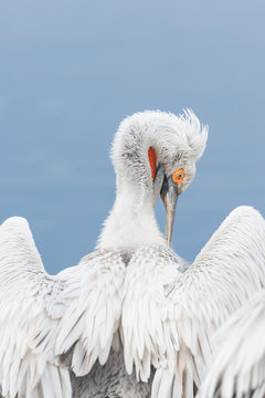 Dalmatian pelican (Pelecanus crispus) grooming