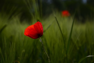 red poppy in a field