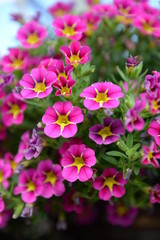 pink flowers in the garden