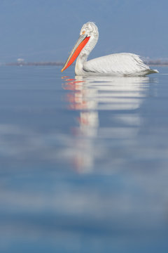 Solo Dalmatian pelican (Pelecanus crispus) in the Lake