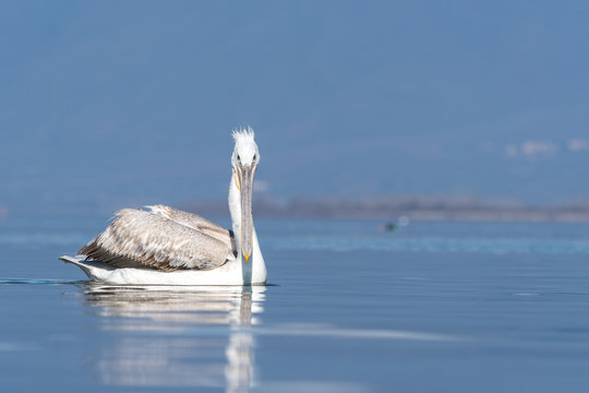 Young Dalmatian pelican (Pelecanus crispus) in the Lake