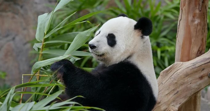 Panda eating bamboo at zoo park