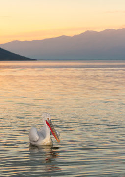 Dalmatian pelican (Pelecanus crispus)