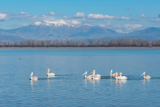 Group of Dalmatian pelicans (Pelecanus crispus) in Lake Kerkini