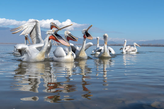 Dalmatian pelican (Pelecanus crispus)
