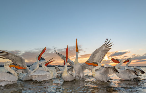 Dalmatian pelican birds in lake during sunset