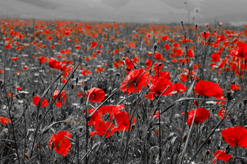 field of red poppies