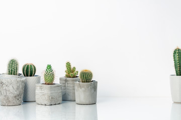 Cactuses in DIY concrete pots on a white shelf against the background of an empty wall with space for text. Copy space. Real photo