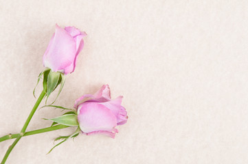 Two beautiful pink roses on a parchment paper background