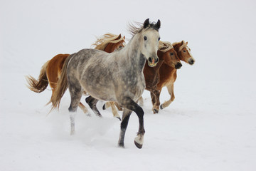 Fototapeta na wymiar horses run through the snow, breeds of Orlov trotter and halflingers