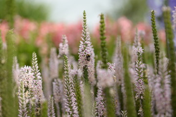 bee on flowers in garden