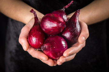Wet red onion bulbs in woman hands