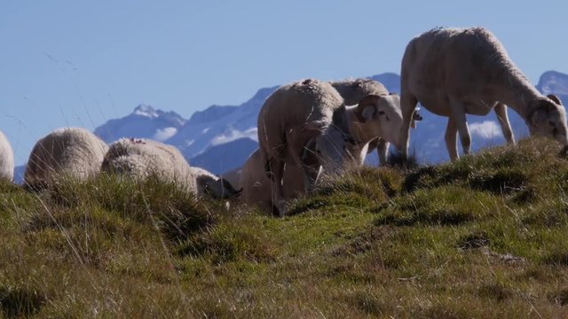 Brebis en tranhumance, montagnes Pyr&eacute;nn&eacute;es, apparition derri&egrave;re bute.