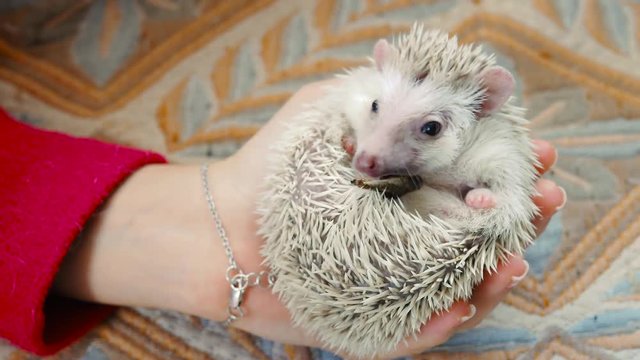 Cute hedgehog eats cricket, hedgehog lies on his back and eats