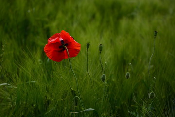 red poppy in field