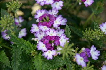 Obraz premium purple flowers in the garden