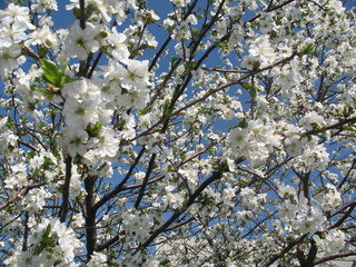 Spring garden in spring colors