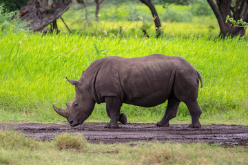 Rhinoceros in Casela park,Mauritius