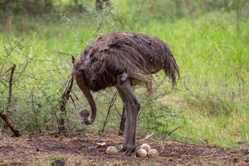 ostrich with eggs in Casela park,Mauritius