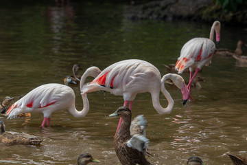 group of pink flamingos