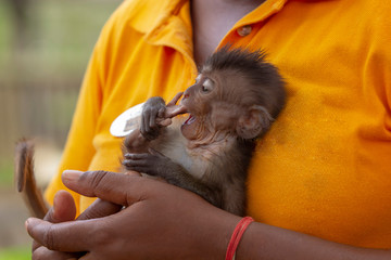 Baby monkey in a woman hands