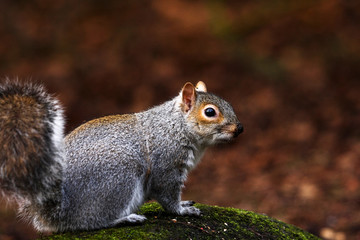 Naklejka na ściany i meble Eastern european grey squirrel in woodland