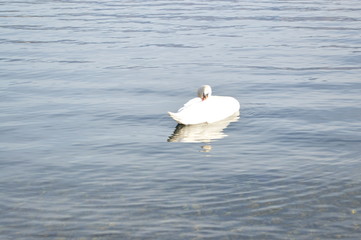 cigno