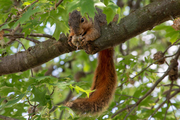 Squirrel in Tree