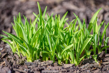 wildflower sprouts