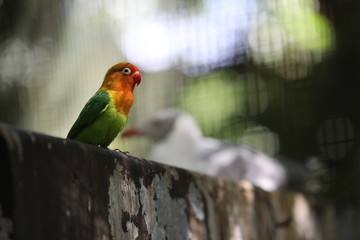 Macaw parrot sitting on the fence