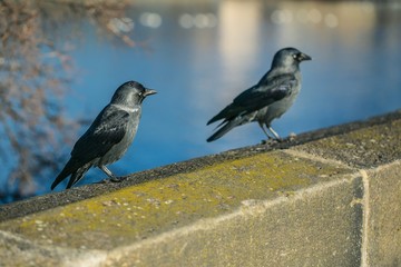 Two black and grey birds, common jackdaws with pale blue eyes, walking on brown and yellow stone balustrade, bright sunny day, blurry water background