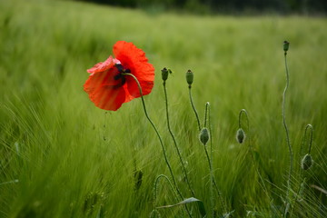 red poppy in field