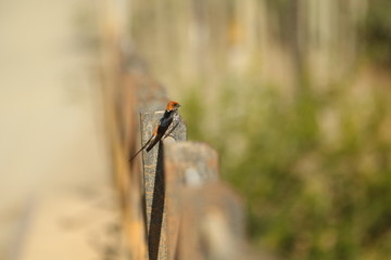 A lone Lesser Striped Swallow sitting on the railing of a bridge.