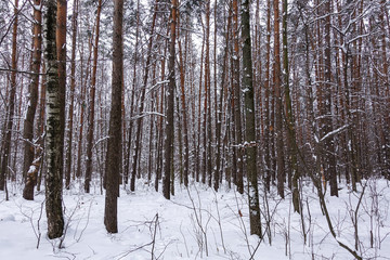 Beautiful winter forest. Trunks of trees covered with snow. Winter landscape. White snows covers ground and trees. Majestic atmosphere. Snow nature.