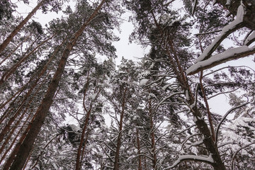Winter pine forest. Trees covered with snow. Bottom view.