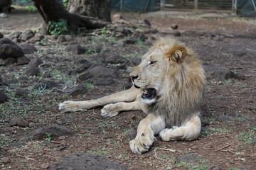Naklejka na ściany i meble Lion is lying on the grass resting under a tree