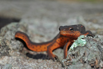 Fototapeta premium Red-spotted newt