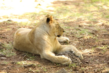 Lioness is lying on the grass resting under a tree